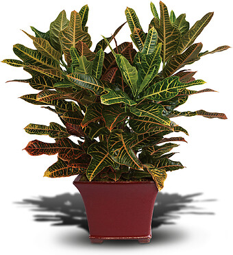 Stately Croton