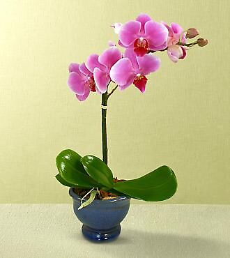 Happy Wishes Orchid Plant