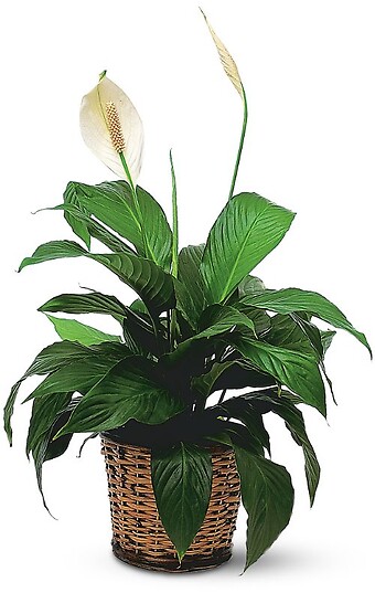 Spathiphyllum Plant