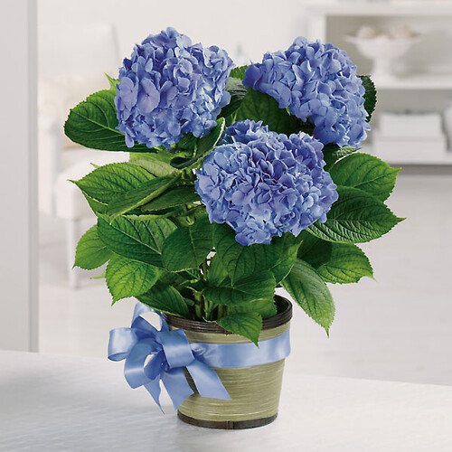 Heavenly Hydrangea