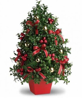 Deck the Halls Boxwood Tree