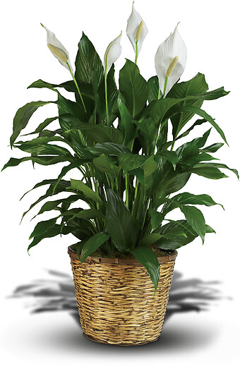 Simply Elegant Spathiphyllum - Large