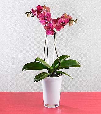 Beauty Blooms Orchid Plant