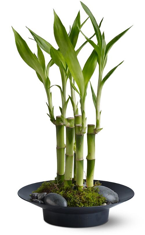 Lucky Bamboo