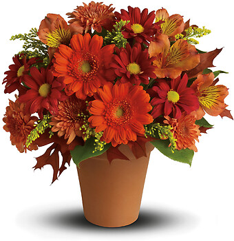 Teleflora&#039;s Golden Glow