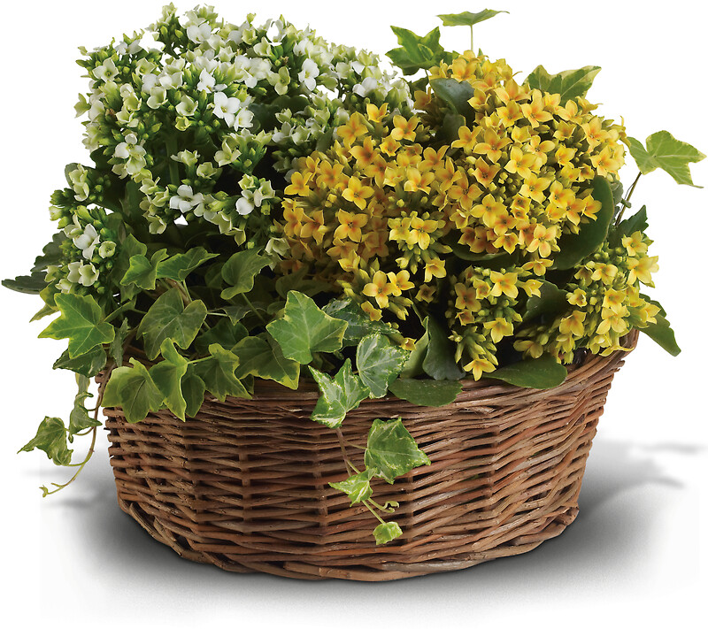 Basket of Joy arranged by a florist in Peabody, MA Petals Inc
