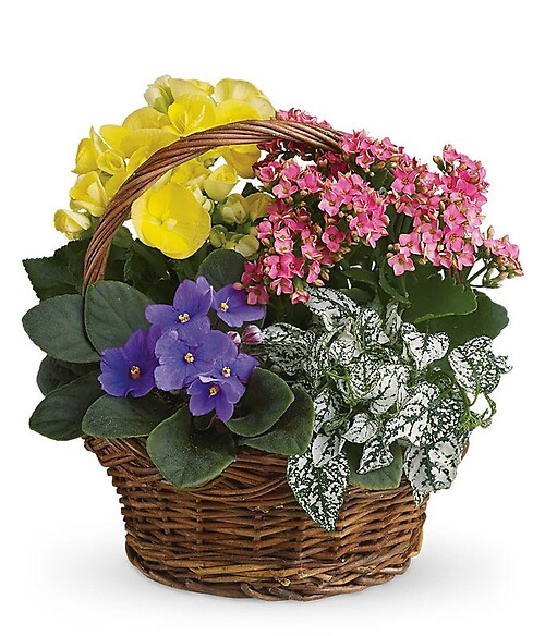 Spring Has Sprung Mixed Basket